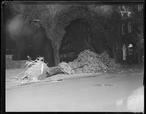 Old tree falls in Boston, Hurricane of 38