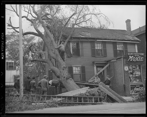 Fallen tree next to Holmes Variety Store
