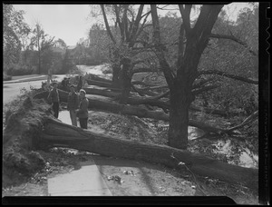 Trees uprooted during Hurricane of 38