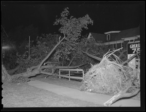 Trees uprooted during Hurricane of 38