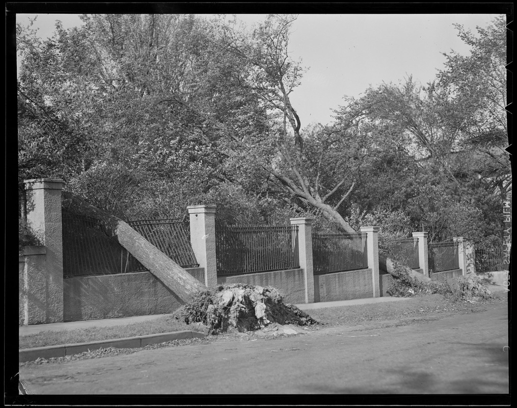 Trees crash through wrought iron fence, Hurricane of 38