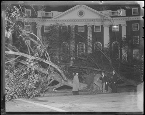 Maple tree toppled in front of Eliot House, Memorial Drive, Cambridge, Hurricane of 38