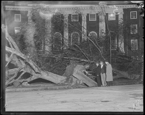 Maple tree toppled in front of Eliot House, Memorial Drive, Cambridge, Hurricane of 38