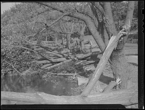 Damaged trees, Hurricane of 38