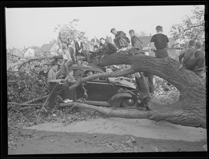 Tree falls on auto, Hurricane of 38