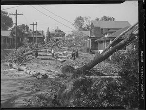 Downed trees, Hurricane of 38