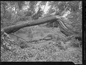 Fallen trees, Hurricane of 38