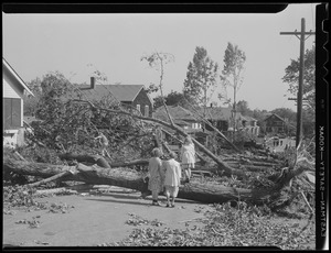 Fallen trees, Hurricane of 38