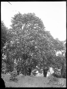 Aesculus hippocastanum Massachusetts (Jamaica Plain)