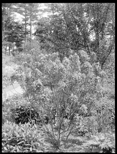 Petteria ramentacea Massachusetts (Wellesley)