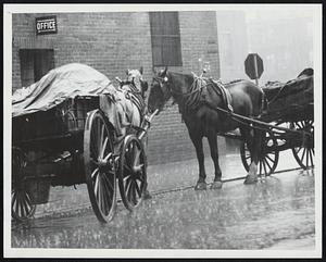 These Two Horses Seem to be Talking Thier Problem Over. They Probably Don't Care for This Idea of Standing in the Rain. Photo Was Taken on Albany St. Roxbury. Weather - Storms - Rain - 8-6-52