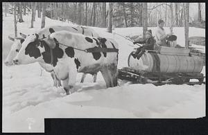 Sap on Tap in the Sugar Bush--It's Maple Syrup Time Again in Vermont. The Harvest is a Little Skimpier Than Usual But Just as Sweet. Oxen Still Pull the Syrup Tanks in Many Vermont Farms.