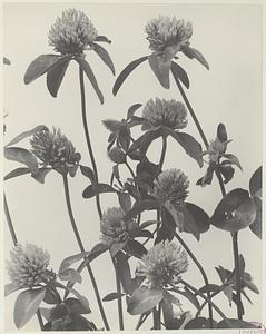 229. Trifolium pratense, red clover, purple or meadow clover
