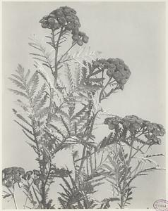 262. Tanacetum vulgare, tansy