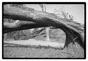 Damaged tree