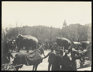 Parade. Ringling Brothers, Tremont St.