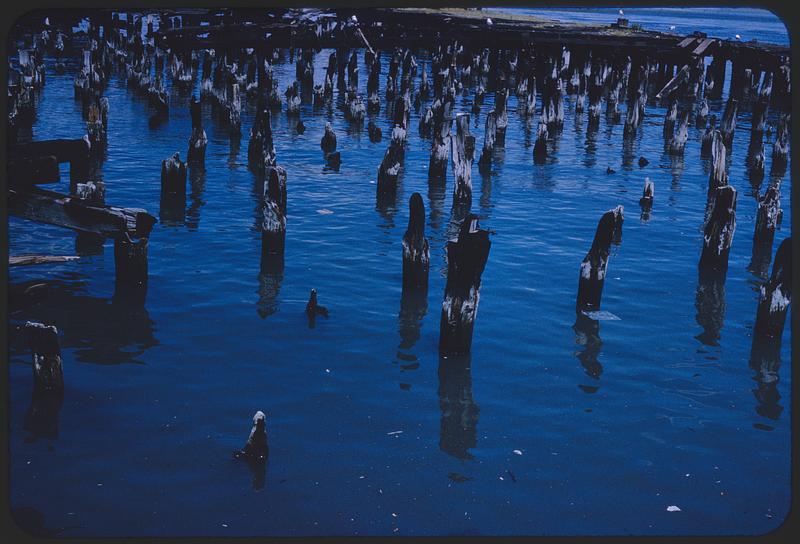 Wooden posts in water Digital Commonwealth