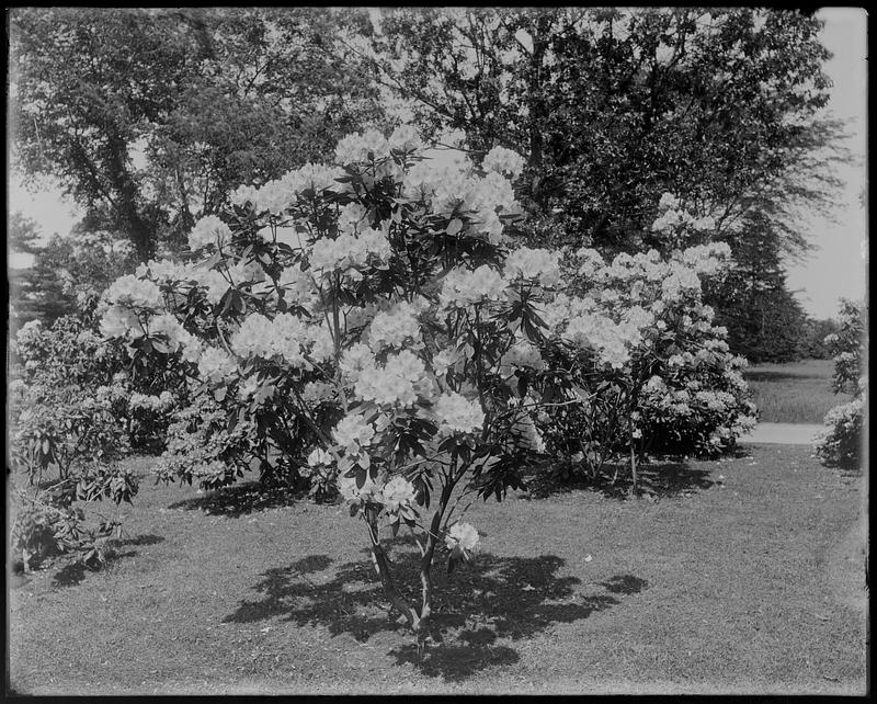 Rhododendron catawbiense