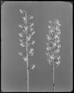 Habenaria macrophylla