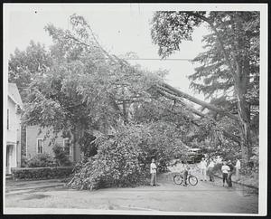 Storm Canopy - Fallen trees make huge lean to against roofs on Maple Street in