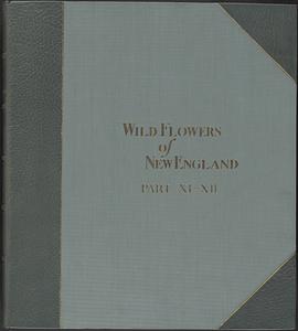 Wild flowers of New England