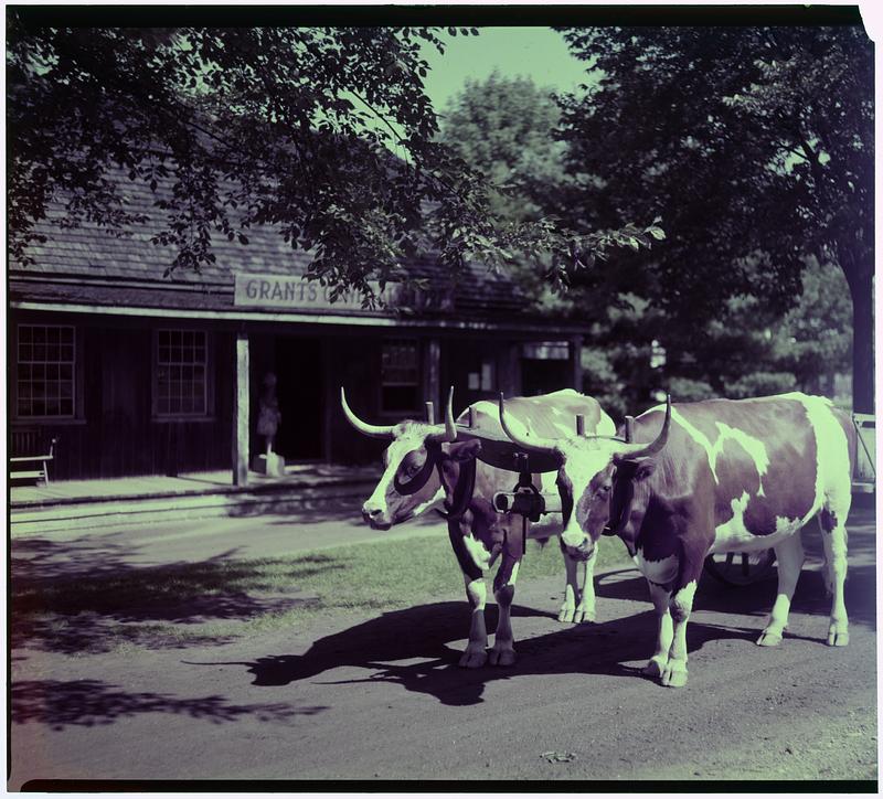 Span of Oxen, Old Sturbridge Village