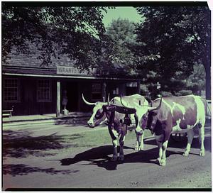 Span of Oxen, Old Sturbridge Village