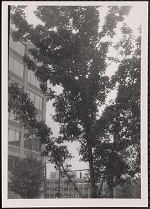 Photo of a tree