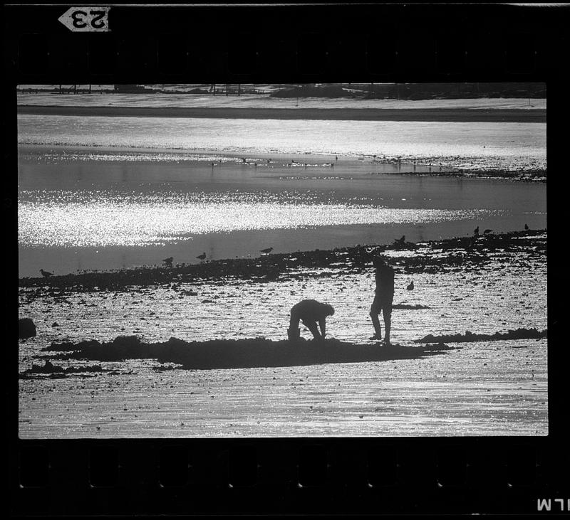 Digging for clams, Boston Digital Commonwealth