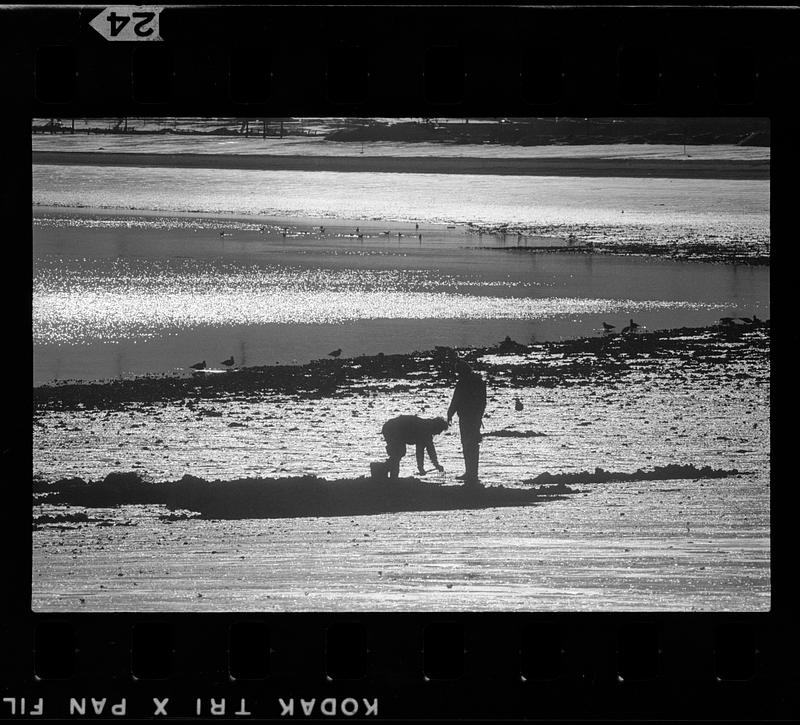 Digging for clams, Boston Digital Commonwealth