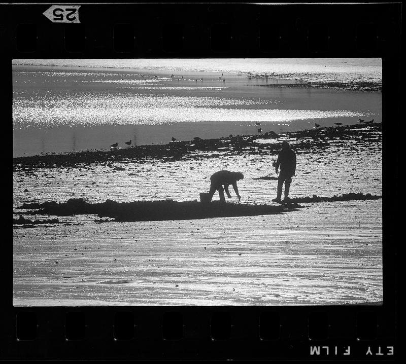 Digging for clams, Boston Digital Commonwealth