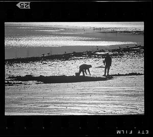Digging for clams, Boston