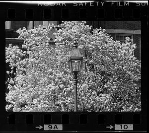 Blossoming magnolia and gas streetlight, Marlborough Street, Boston