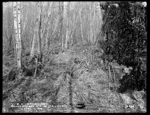 Wachusett Aqueduct, Crane Swamp improved (swamp drained), station 45, A Line north of 560, Marlborough, Mass., Apr. 10, 1899