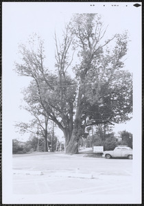 Largest ash tree in state of Mass. at Cobb's Corner, Canton