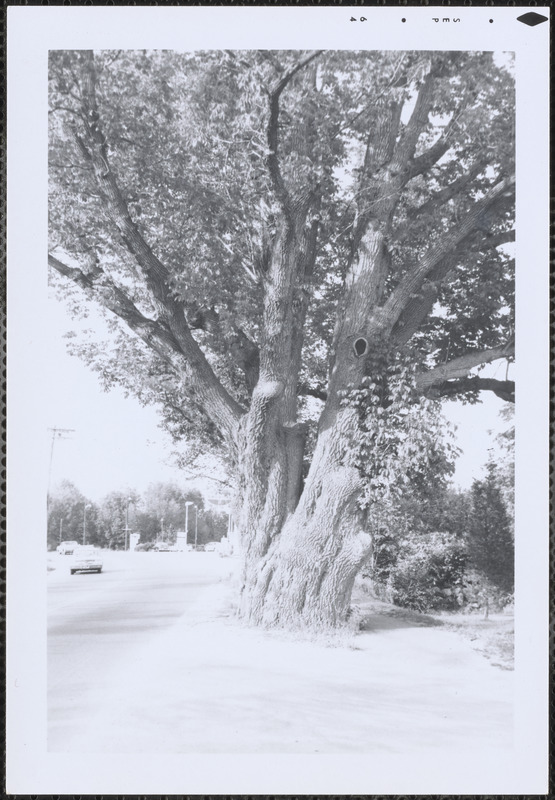 Largest ash tree in state of Mass. at Cobb's Corner, Canton