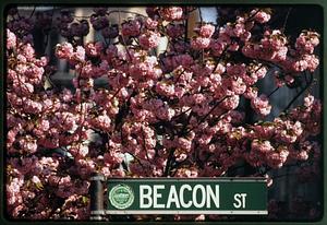 Boston 1998: Beacon St sign with flowering tree, Beacon Hill