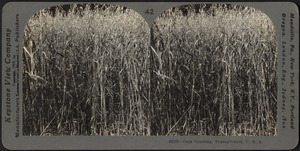 Oats growing, Pennsylvania