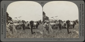 Cutting wheat with reaper and binder, Pennsylvania