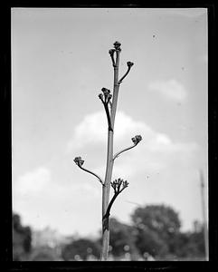 The top of a flowering agave stalk, Boston Public Garden