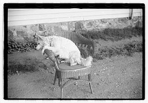 Dog on chair