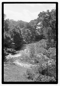 Trees by a river