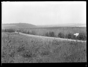 Wachusett Department, Wachusett Reservoir Watershed, pine trees (compare with No. 6329), Sterling?, Mass., ca. 1909