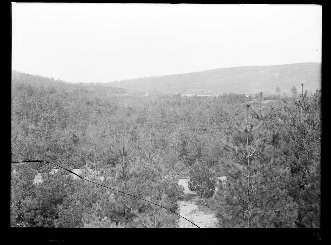 Wachusett Department, Wachusett Reservoir Watershed, pines, Clinton, Mass., Apr. 17, 1918