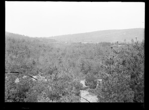 Wachusett Department, Wachusett Reservoir Watershed, pines, Clinton, Mass., Apr. 17, 1918