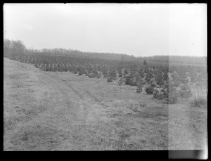 Wachusett Department, Wachusett Reservoir Watershed, pines (compare with No. 7438), Boylston, Mass., ca. 1910-1919