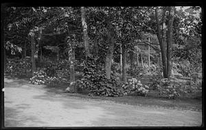 Rhododendrons