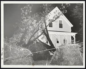 Trees Uprooted by Hurricane - Trees in front of this Fairhaven house piled on each other as the hurricane tore them from the ground.