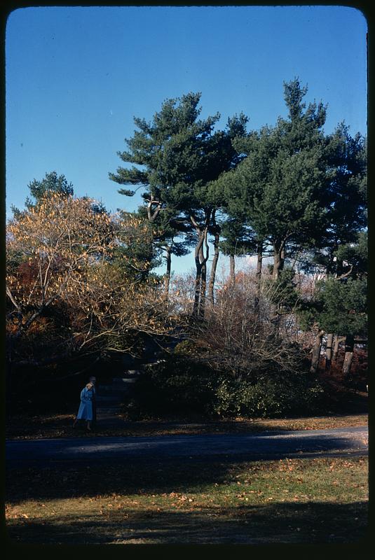 Trees by a road