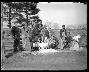 Sheep shearing